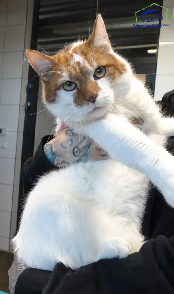 Znaleziono kota, Szczecin, 20 maja 2025 (4/4)