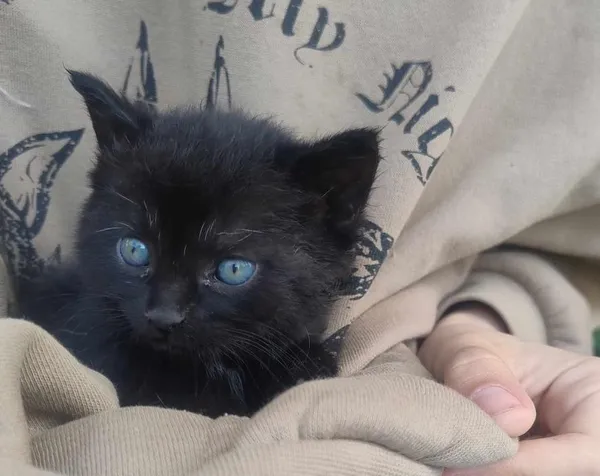 Znaleziono kota, Toruń, 19 maja 2025