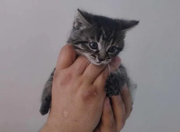 Znaleziono kota, Toruń, 19 maja 2025