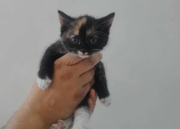 Znaleziono kota, Toruń, 19 maja 2025