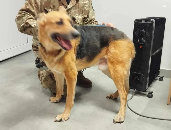 Znaleziono psa, Toruń, 19 maja 2025