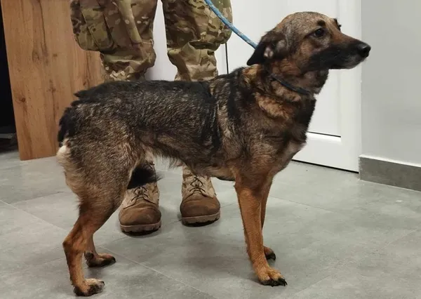 Znaleziono psa, Toruń, 19 maja 2025