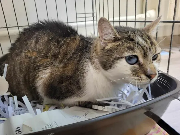 Znaleziono kota, Toruń, 19 maja 2025