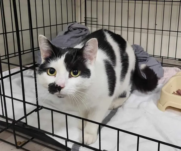 Znaleziono kota, Toruń, 19 maja 2025