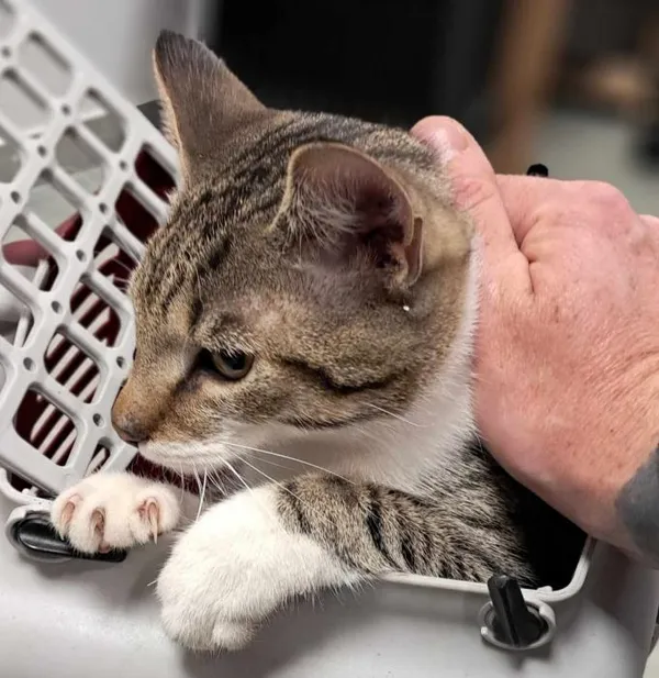 Znaleziono kota, Toruń, 18 maja 2025