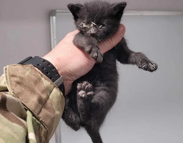 Znaleziono kota, Toruń, 17 maja 2025