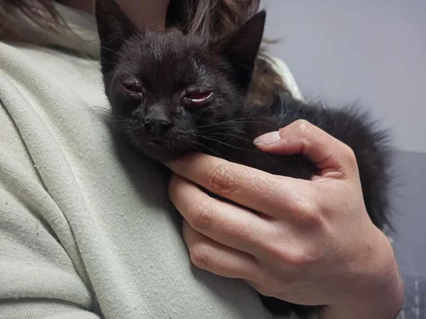 Znaleziono kota, Toruń, 17 maja 2025