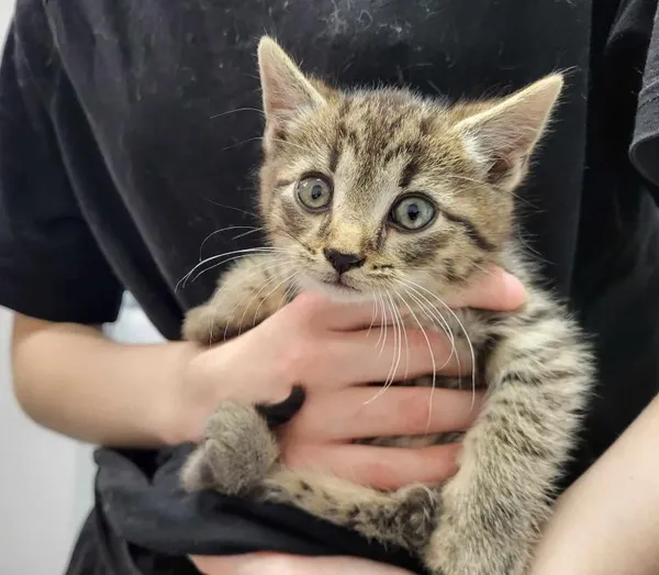 Znaleziono kota, Toruń, 16 maja 2025