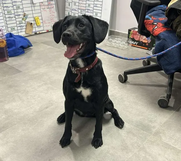 Znaleziono psa, Toruń, 16 maja 2025