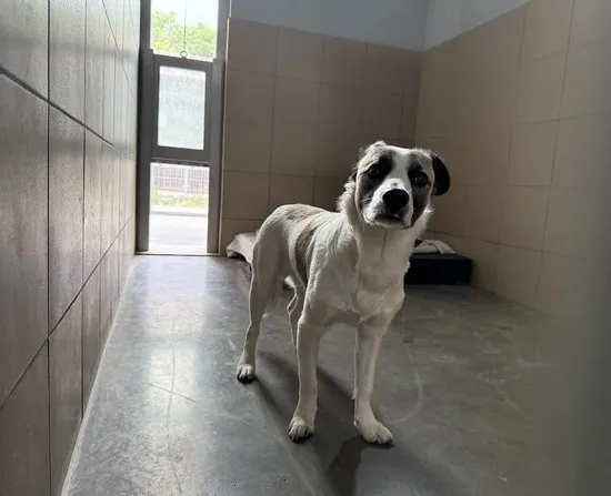 Pies do adopcji, Kraków, 5 maja 2025