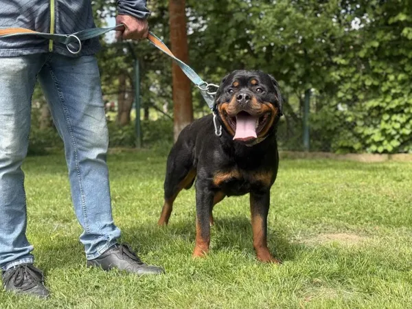 Pies do adopcji, Kraków, 6 maja 2025 (1/5)