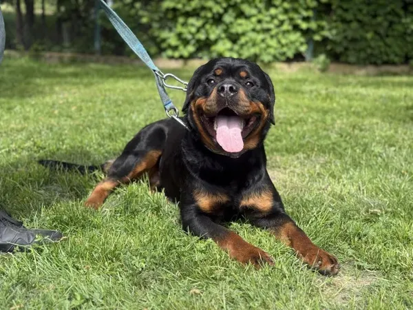 Pies do adopcji, Kraków, 6 maja 2025 (2/5)