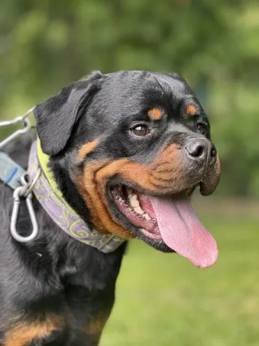 Pies do adopcji, Kraków, 6 maja 2025 (3/5)