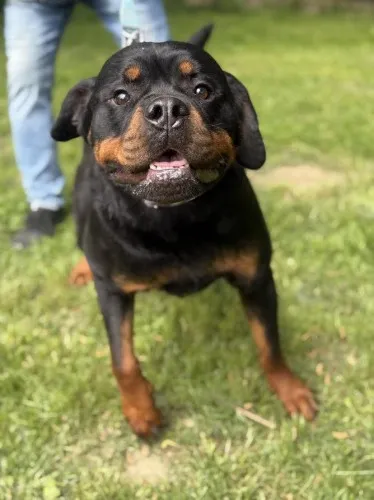 Pies do adopcji, Kraków, 6 maja 2025 (4/5)