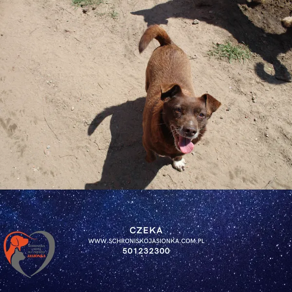 Pies do adopcji, Dębniak, 13 stycznia 2024