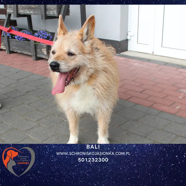 Znaleziono psa, Dębniak, 4 grudnia 2024