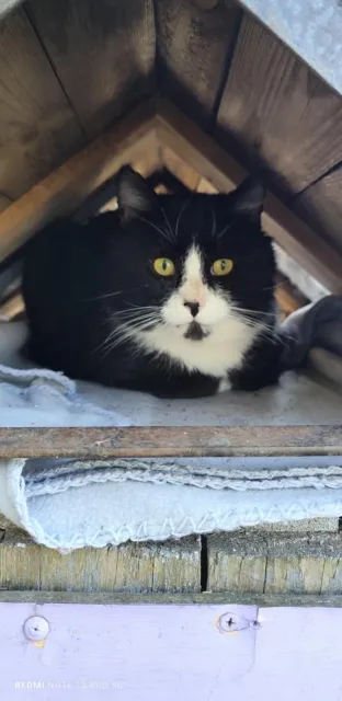 Kot do adopcji, Piła, 4 marca 2025 (2/4)