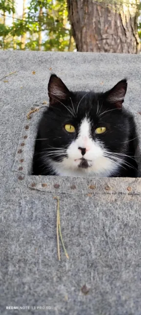 Kot do adopcji, Piła, 4 marca 2025 (4/4)