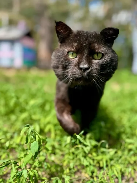 Kot do adopcji, Piła, 22 marca 2025 (1/5)