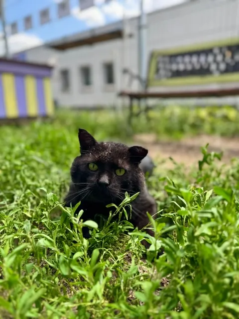 Kot do adopcji, Piła, 22 marca 2025 (2/5)