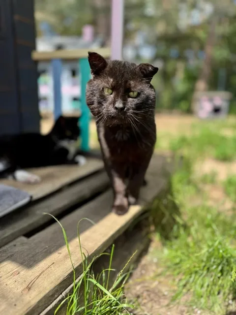 Kot do adopcji, Piła, 22 marca 2025 (3/5)