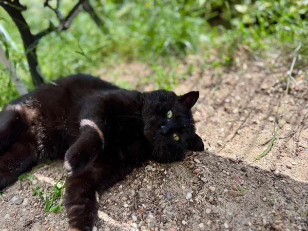 Kot do adopcji, Piła, 22 marca 2025 (5/5)