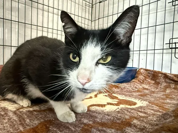 Znaleziono kota, Sosnowiec, 14 maja 2025