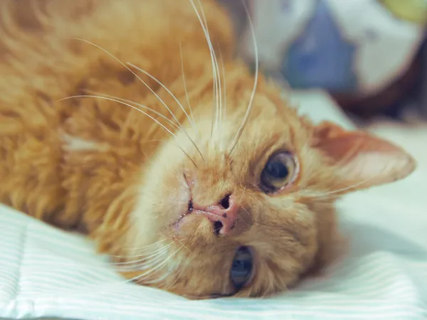 Znaleziono kota, Sosnowiec, 12 maja 2025 (1/2)