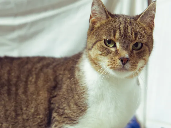 Znaleziono kota, Sosnowiec, 18 maja 2025 (1/5)