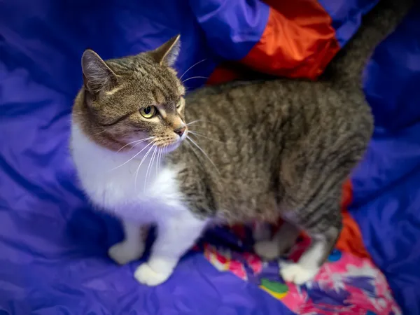 Znaleziono kota, Sosnowiec, 18 maja 2025 (3/5)