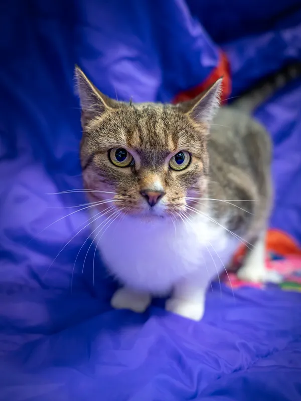 Znaleziono kota, Sosnowiec, 18 maja 2025 (4/5)