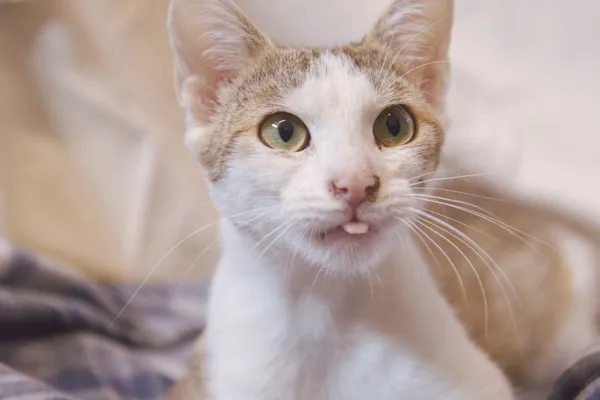 Znaleziono kota, Sosnowiec, 18 maja 2025 (2/3)