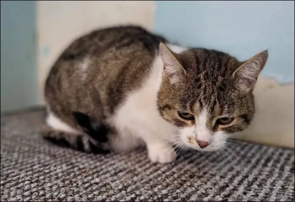 Znaleziono kota, Grudziądz, 20 maja 2025