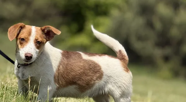 Pies do adopcji, Pieczyska, 20 maja 2025 (1/5)