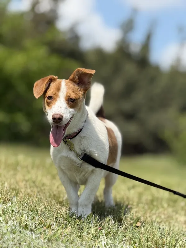 Pies do adopcji, Pieczyska, 20 maja 2025 (2/5)