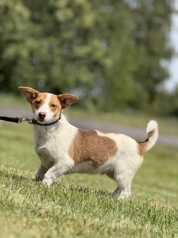 Pies do adopcji, Pieczyska, 20 maja 2025 (5/5)