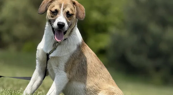 Pies do adopcji, Pieczyska, 20 maja 2025 (1/5)