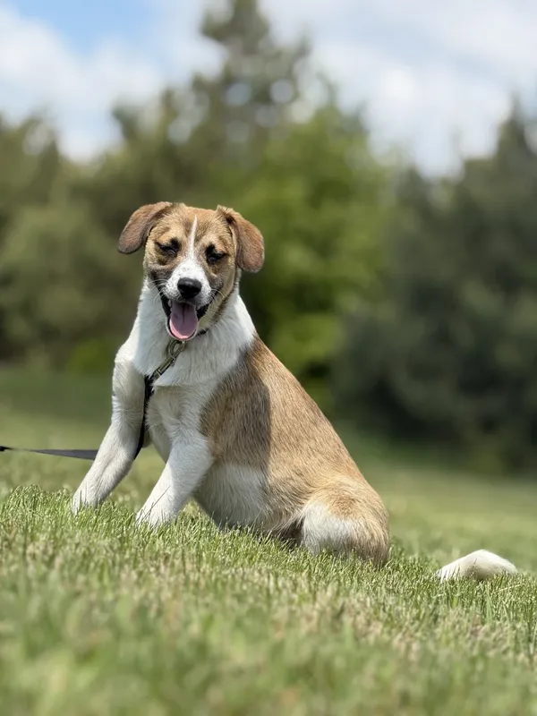 Pies do adopcji, Pieczyska, 20 maja 2025 (2/5)