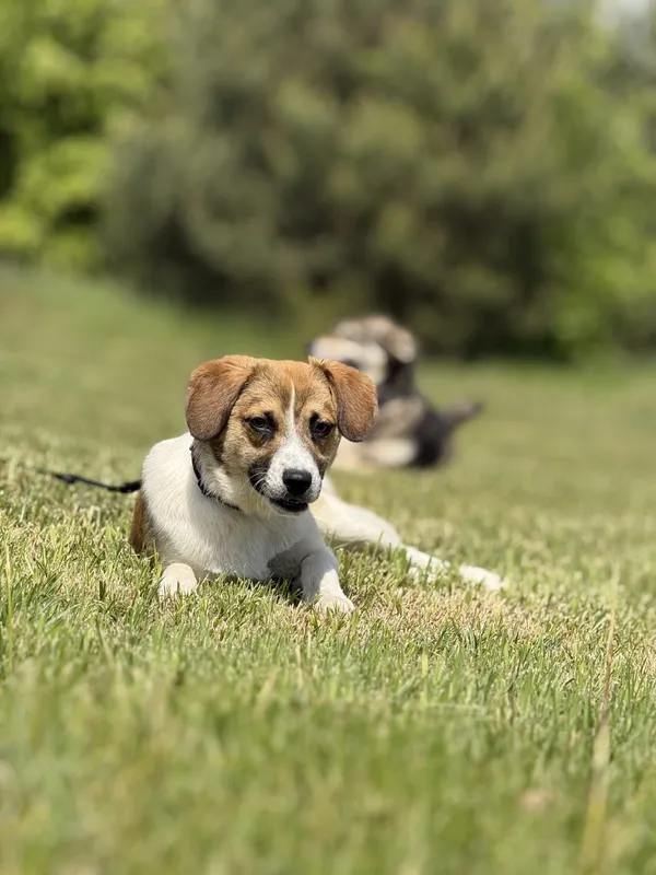 Pies do adopcji, Pieczyska, 20 maja 2025 (3/5)