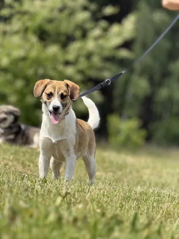 Pies do adopcji, Pieczyska, 20 maja 2025 (4/5)