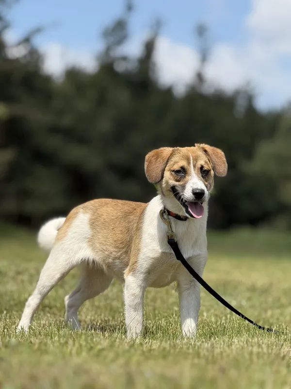 Pies do adopcji, Pieczyska, 20 maja 2025 (5/5)