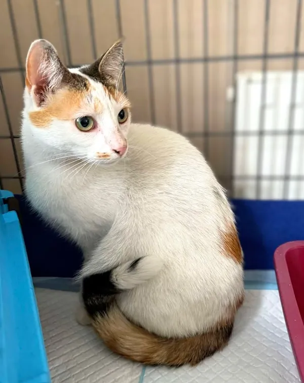 Kot do adopcji, Bydgoszcz, 20 maja 2025