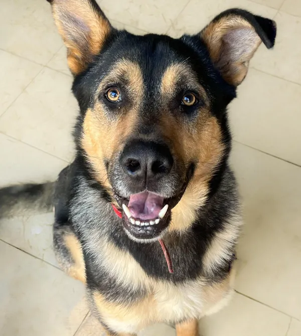 Pies do adopcji, Konin, 30 grudnia 2024