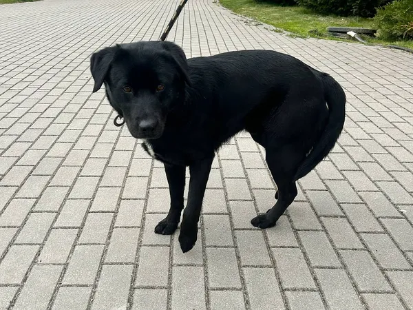 Znaleziono psa, Tatary, 9 maja 2025 (3/3)