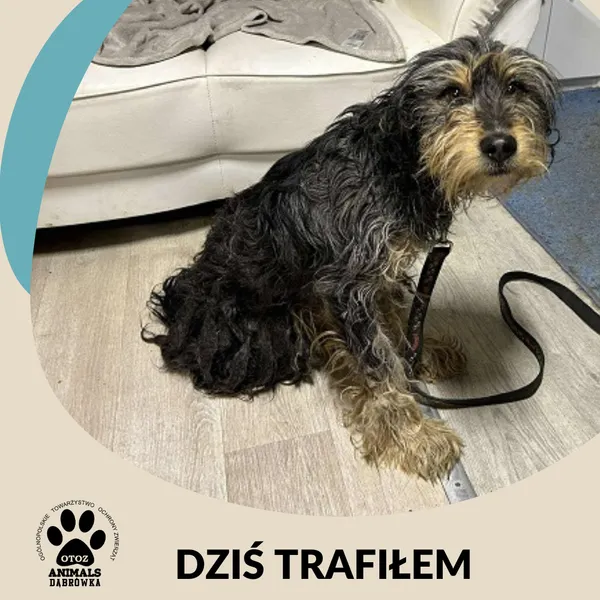 Znaleziono psa, Dąbrówka, 19 listopada 2025