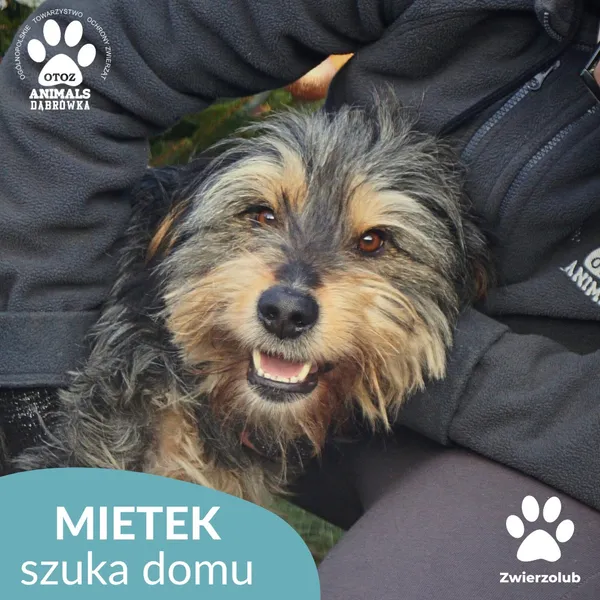 Znaleziono psa, Dąbrówka, 23 grudnia 2025 (1/4)