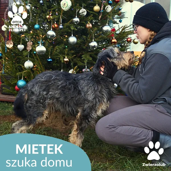 Znaleziono psa, Dąbrówka, 23 grudnia 2025 (2/4)