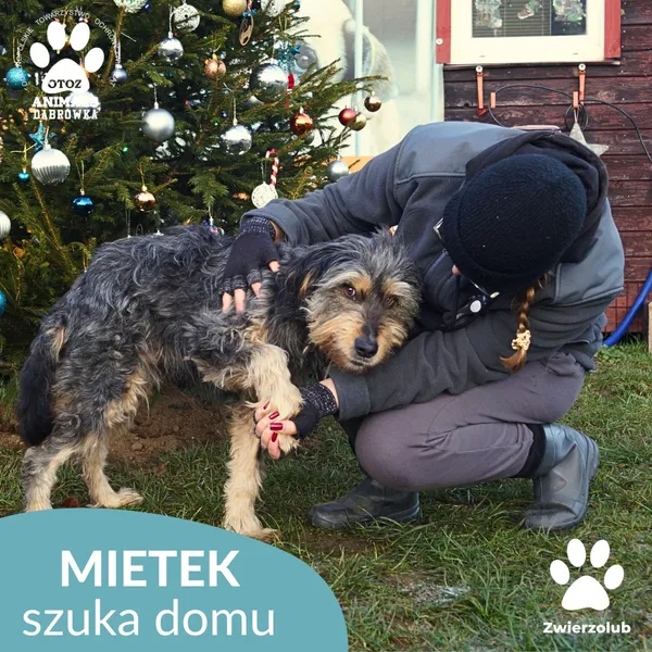 Znaleziono psa, Dąbrówka, 23 grudnia 2025 (3/4)