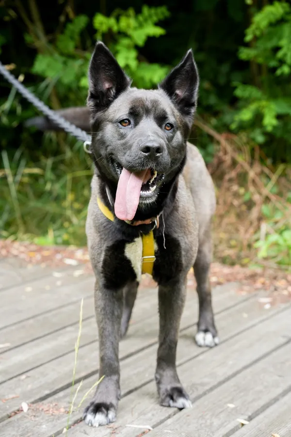 Znaleziono psa, Sosnowiec, 19 maja 2025 (5/5)