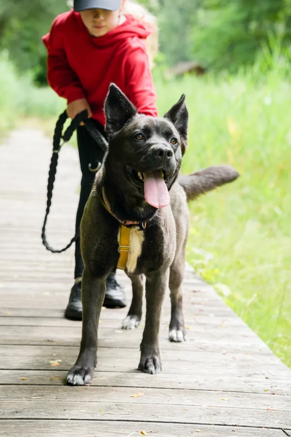 Znaleziono psa, Sosnowiec, 19 maja 2025 (2/5)